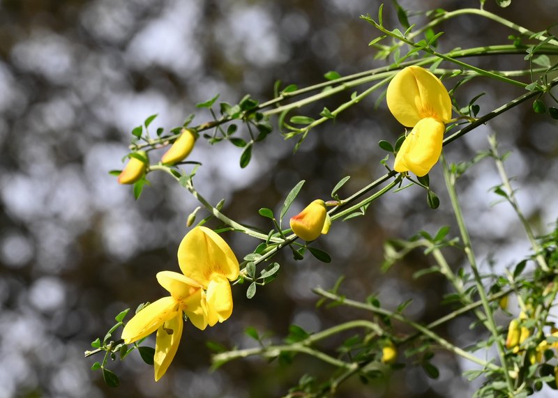 Striated Broom photo 8
