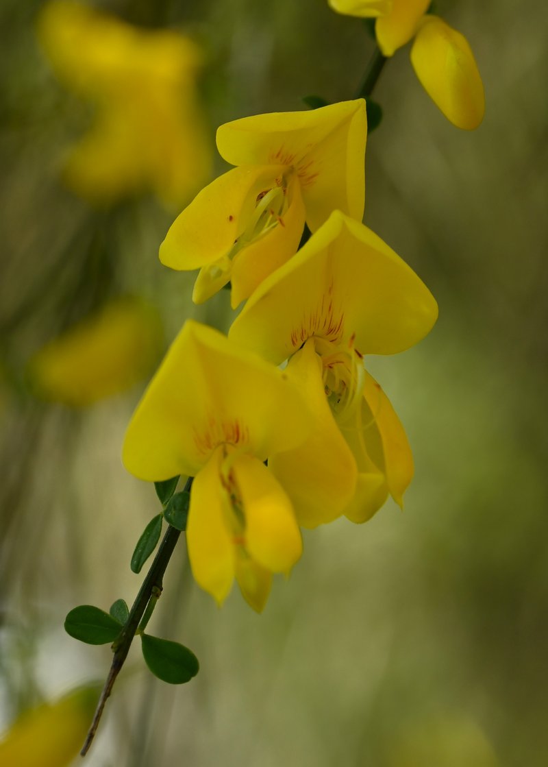 Striated Broom photo 9