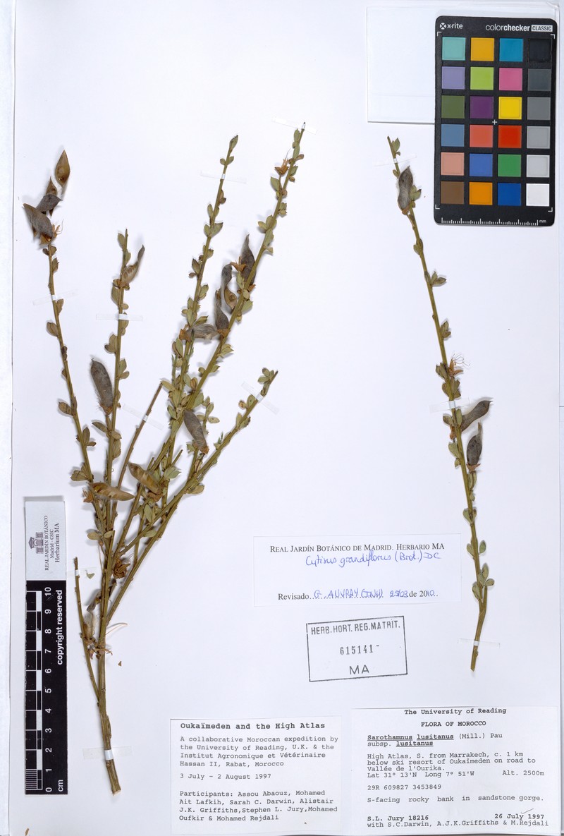 Cytisus striatus subsp. striatus