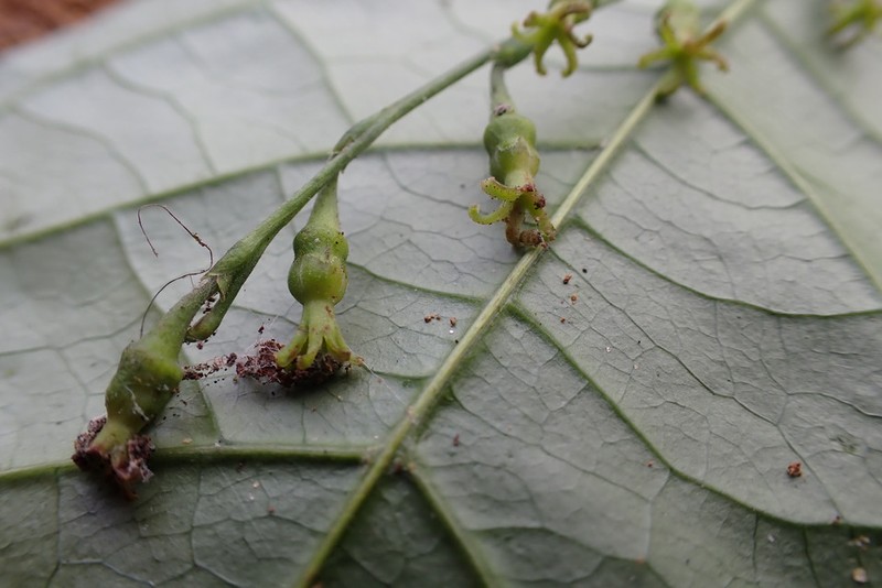 Cyttaranthus congolensis