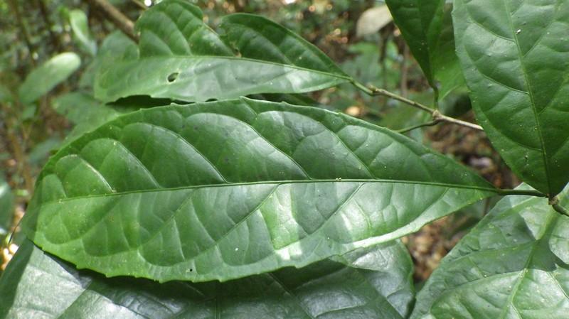 Cyttaranthus congolensis photo 2