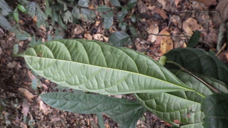 Cyttaranthus congolensis photo 3