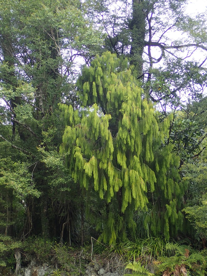 New Zealand Red Pine