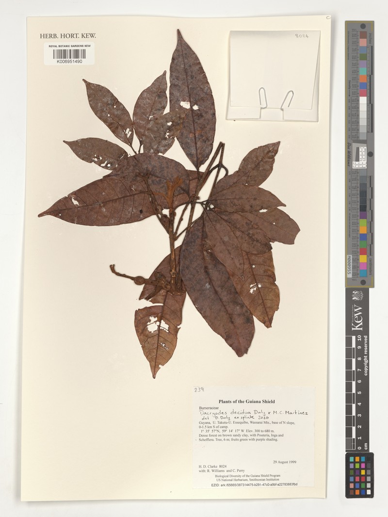 Dacryodes decidua