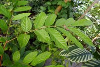 Eben Tree