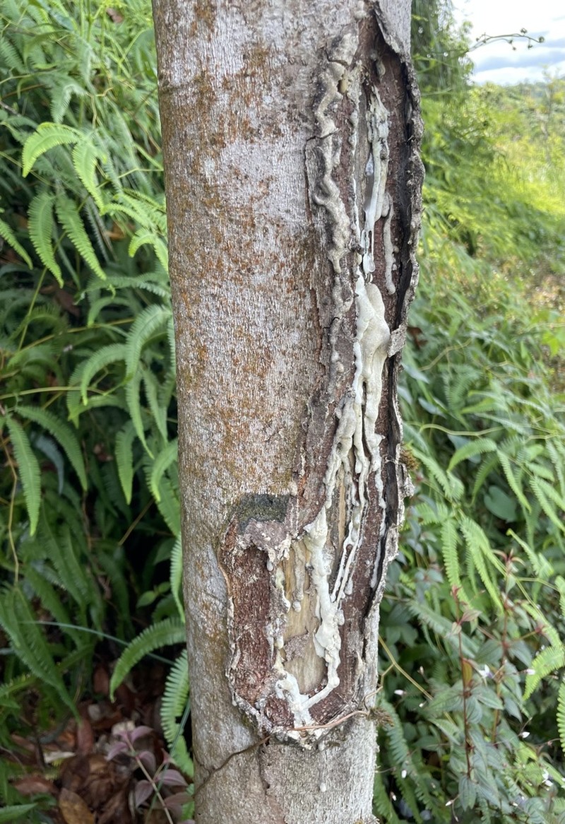 Candletree photo 5