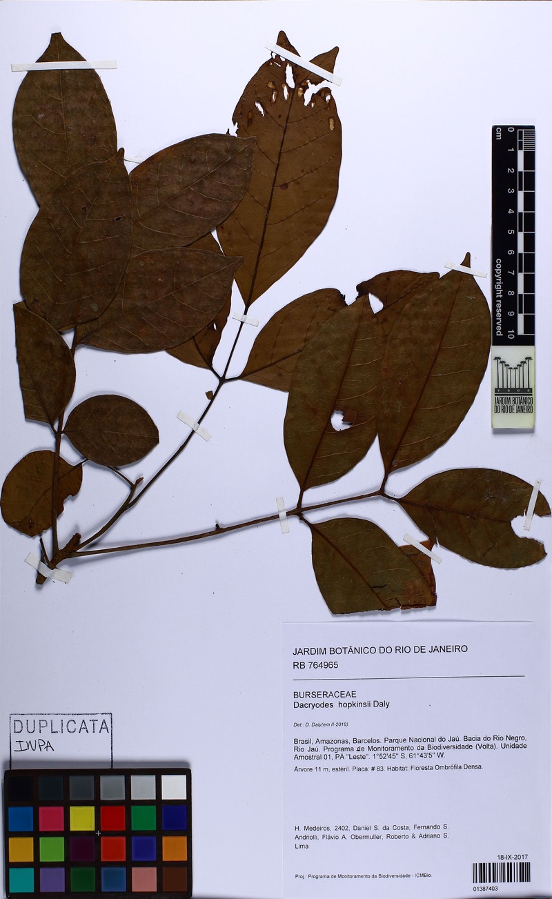 Dacryodes hopkinsii