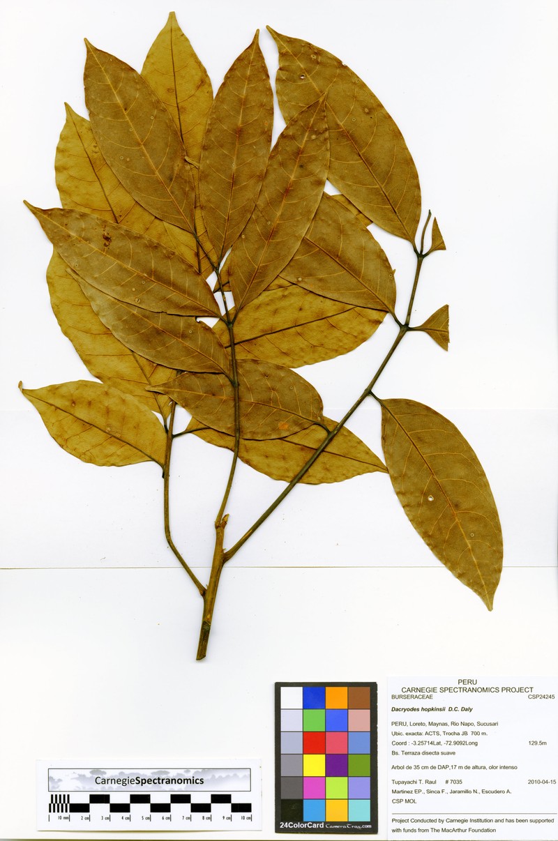 Dacryodes hopkinsii photo 2