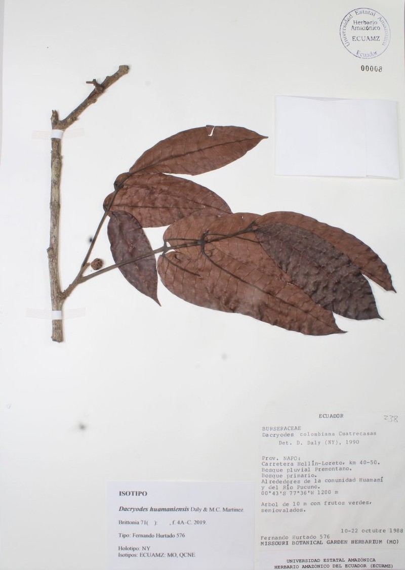 Dacryodes huamaniensis