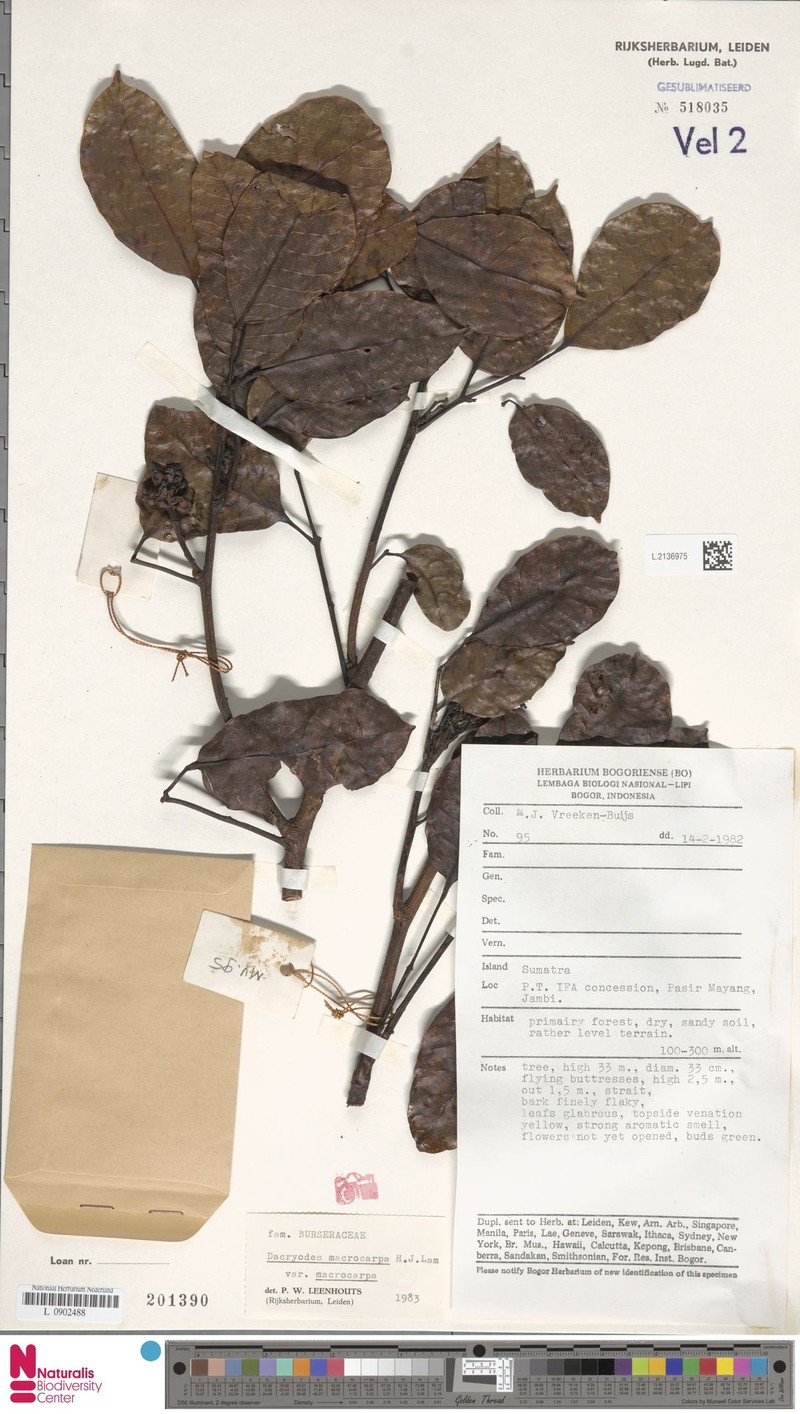 Dacryodes macrocarpa var. macrocarpa