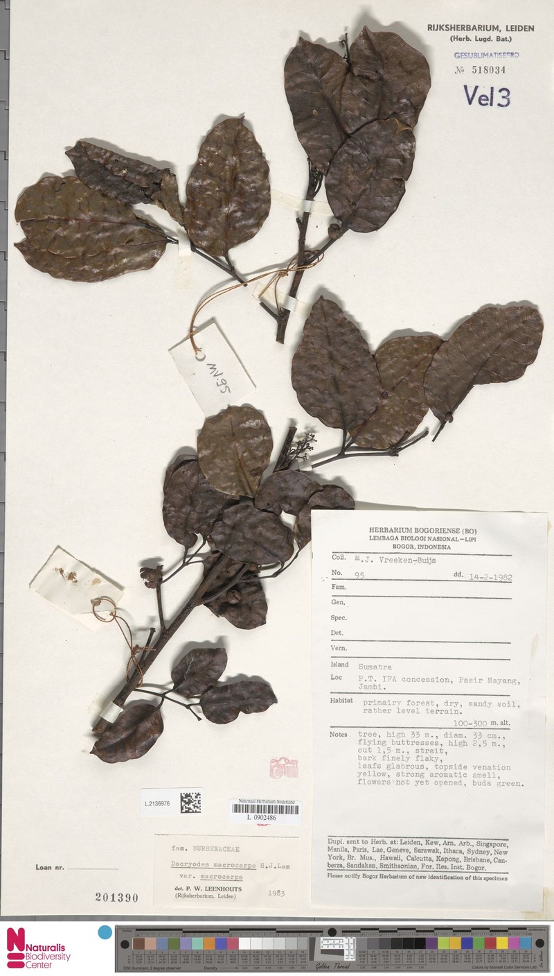 Dacryodes macrocarpa var. macrocarpa photo 2