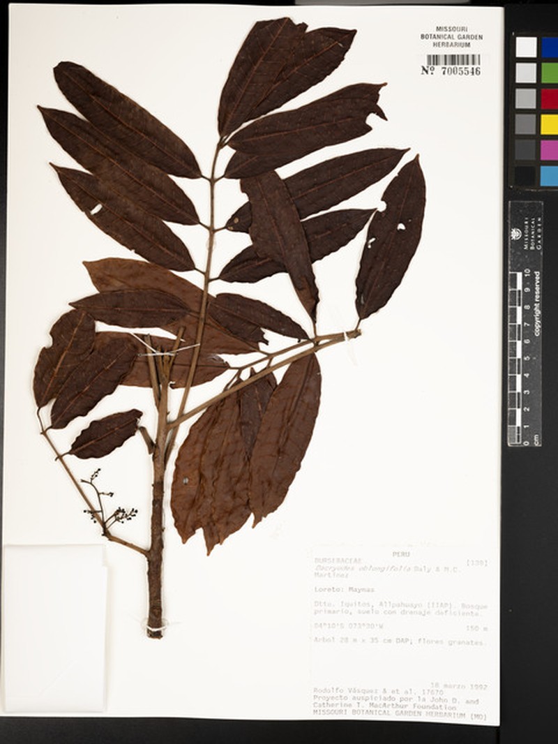 Dacryodes oblongifolia