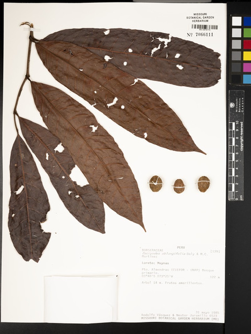 Dacryodes oblongifolia photo 2