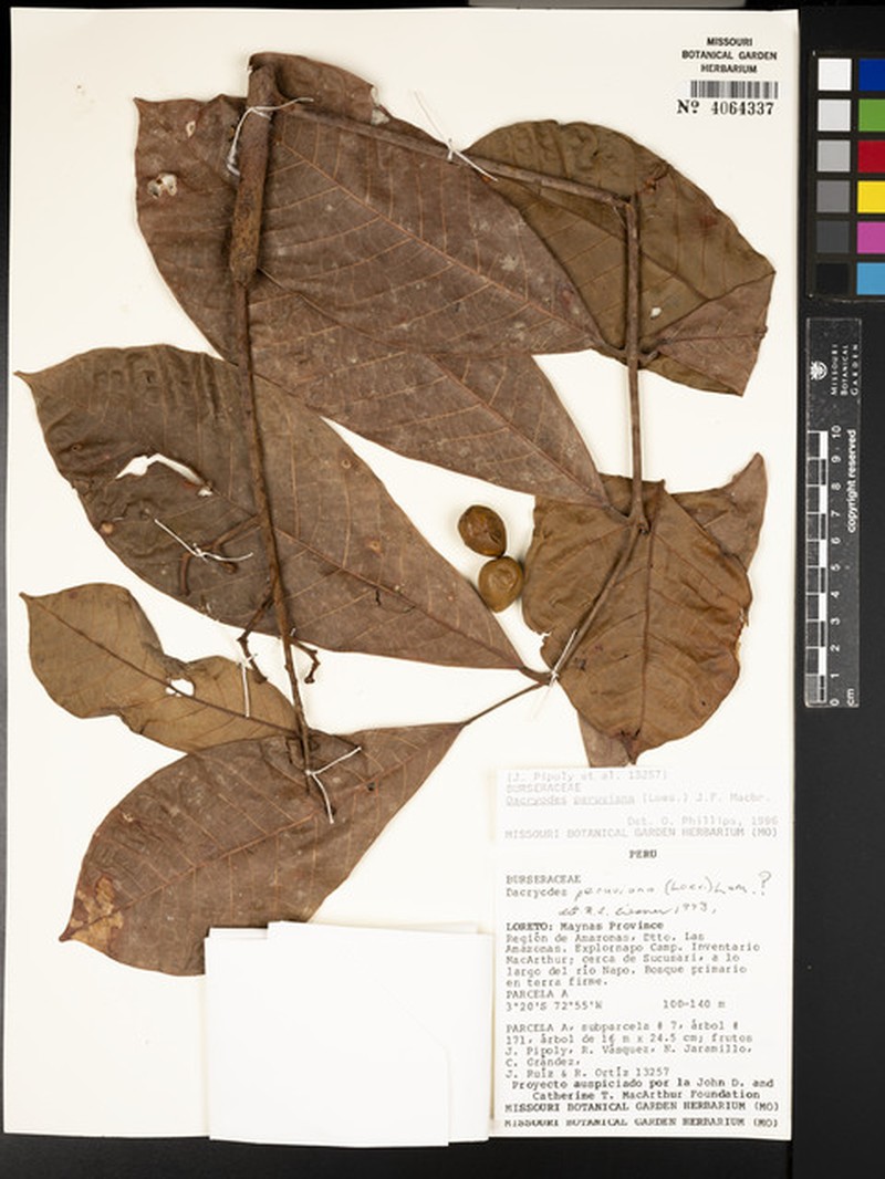 Dacryodes obovata
