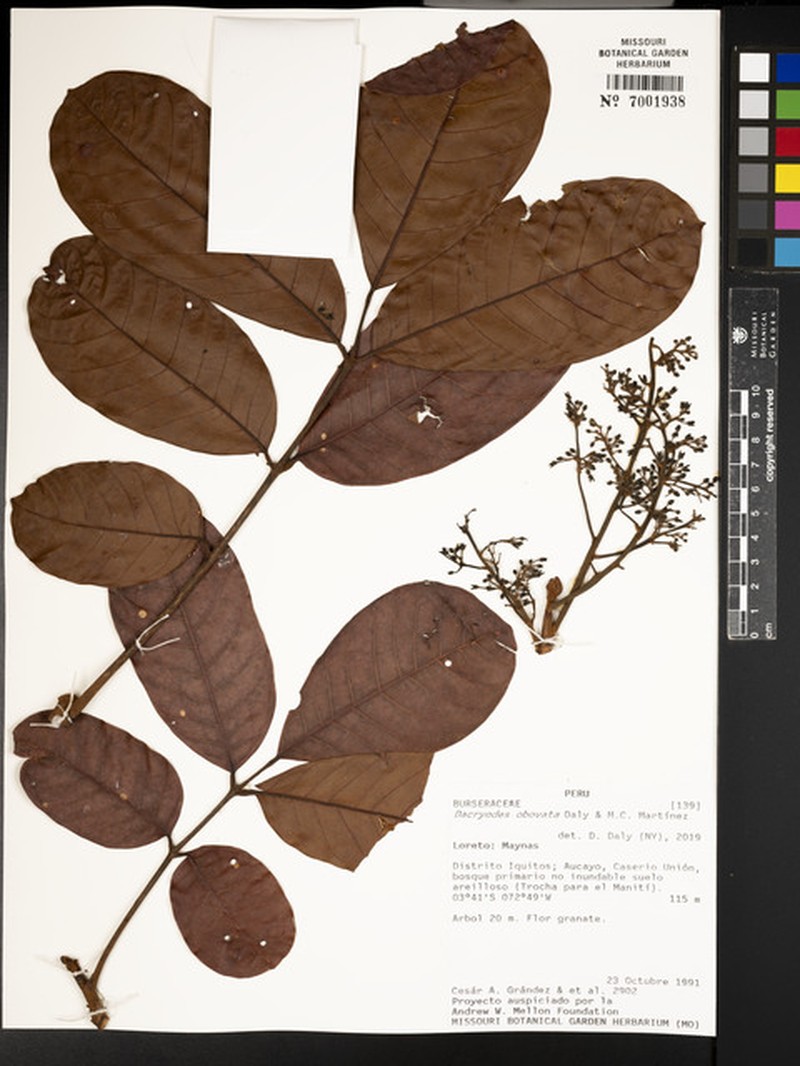 Dacryodes obovata photo 2