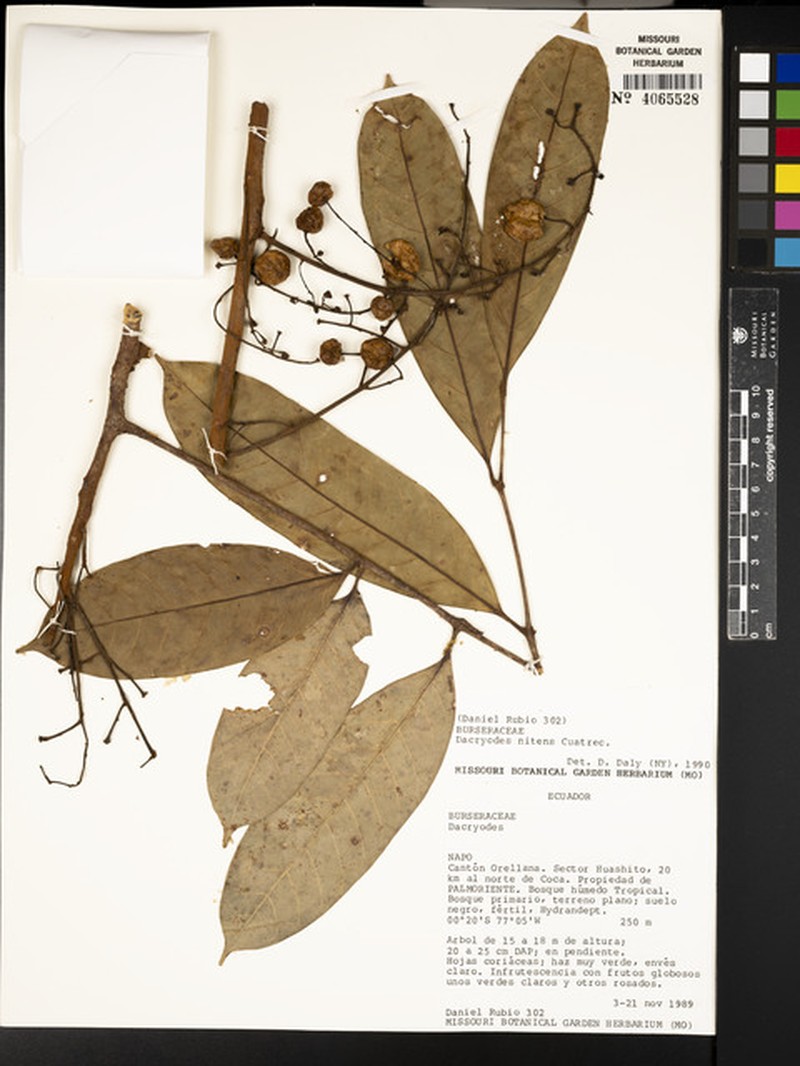 Dacryodes ramosa