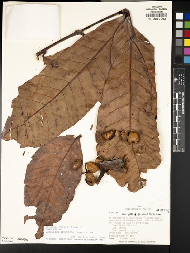 Dacryodes robusta
