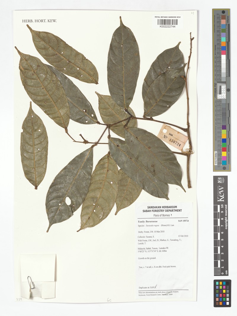 Dacryodes rugosa var. rugosa