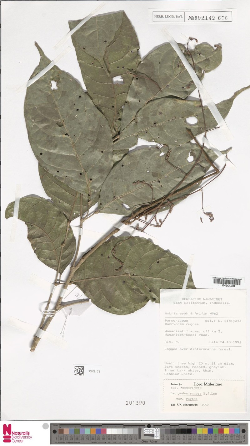 Dacryodes rugosa var. rugosa photo 2