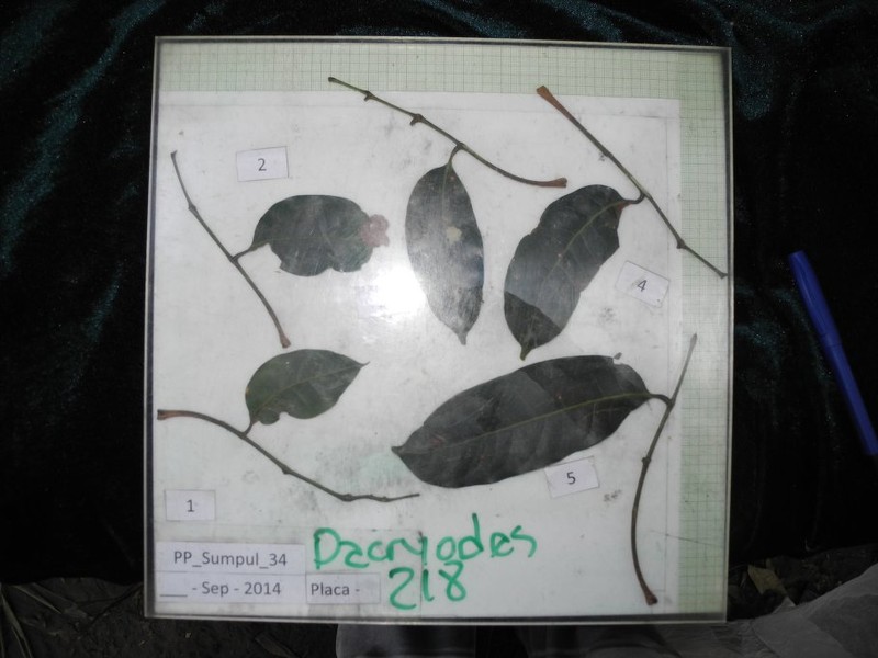 Dacryodes sudyungasensis
