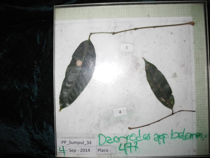 Dacryodes sudyungasensis photo 2