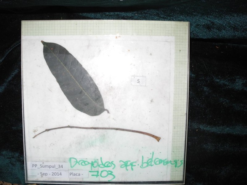 Dacryodes sudyungasensis photo 4
