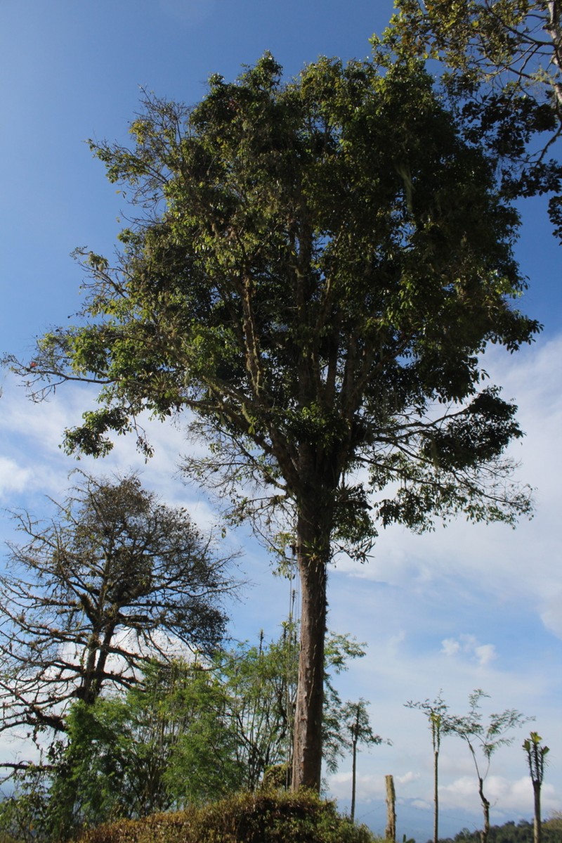 Dacryodes talamancensis photo 2
