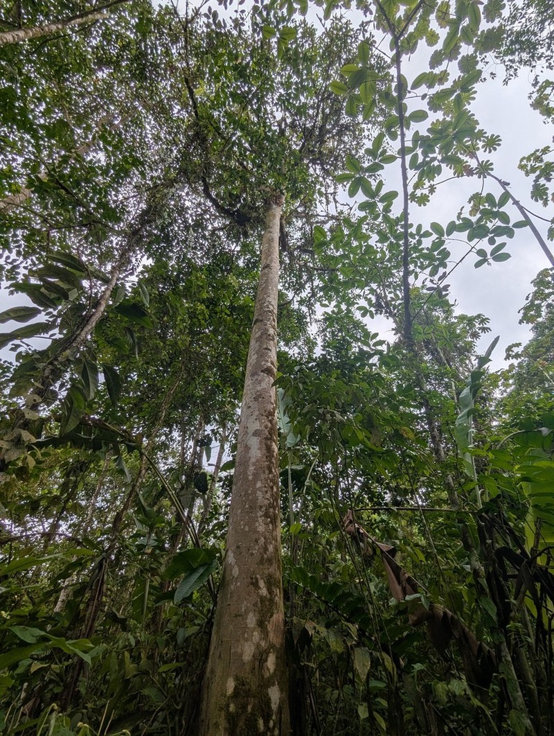Dacryodes talamancensis photo 3