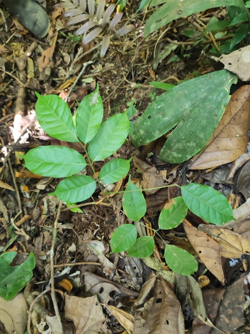 Dacryodes talamancensis photo 4