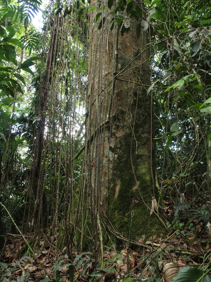 Dacryodes talamancensis photo 5