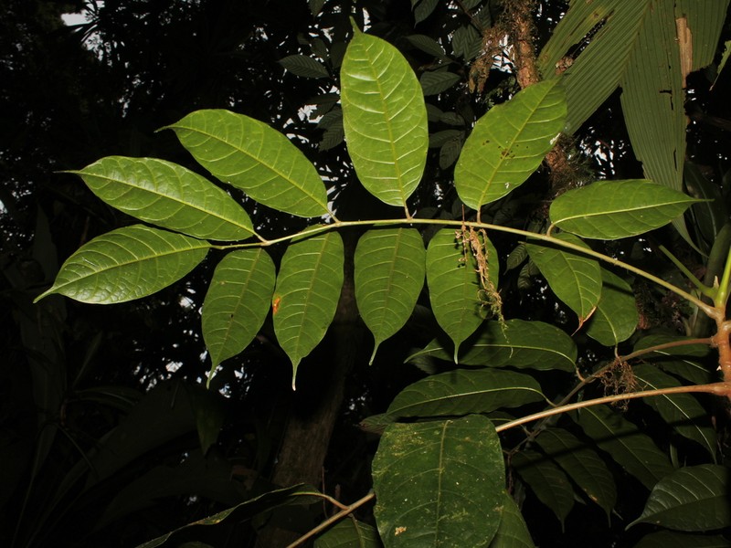 Dacryodes talamancensis photo 6