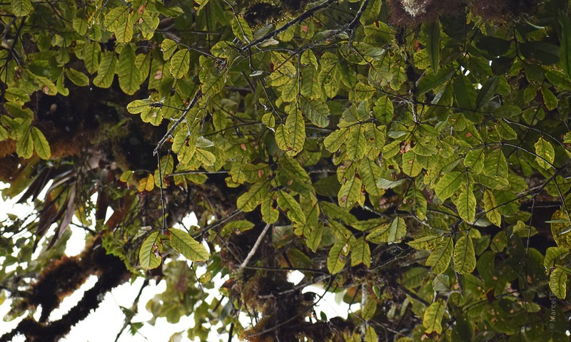 Dacryodes talamancensis photo 7