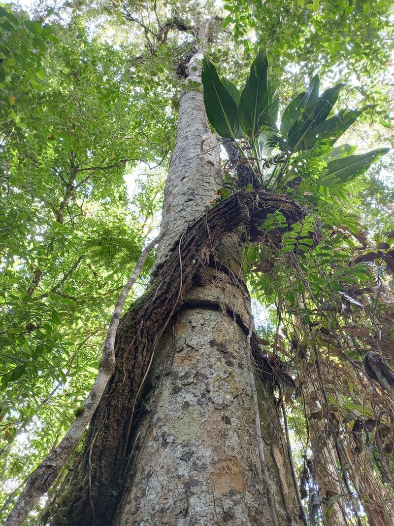 Dacryodes talamancensis photo 8