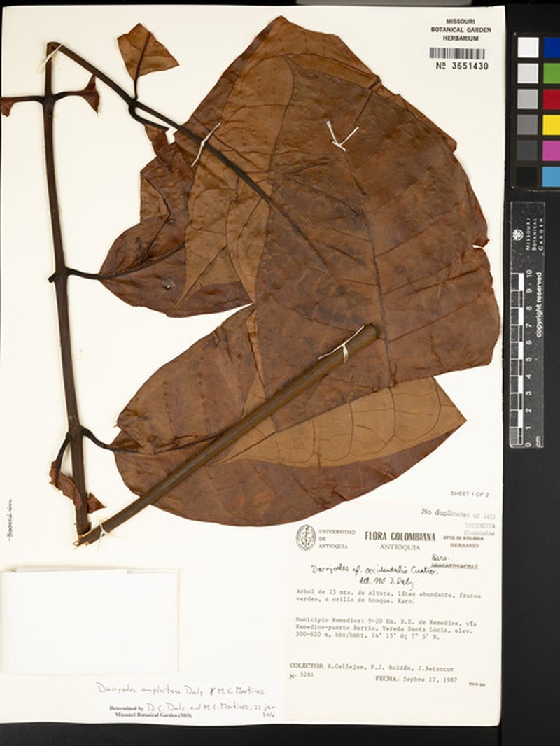 Dacryodes transitionis