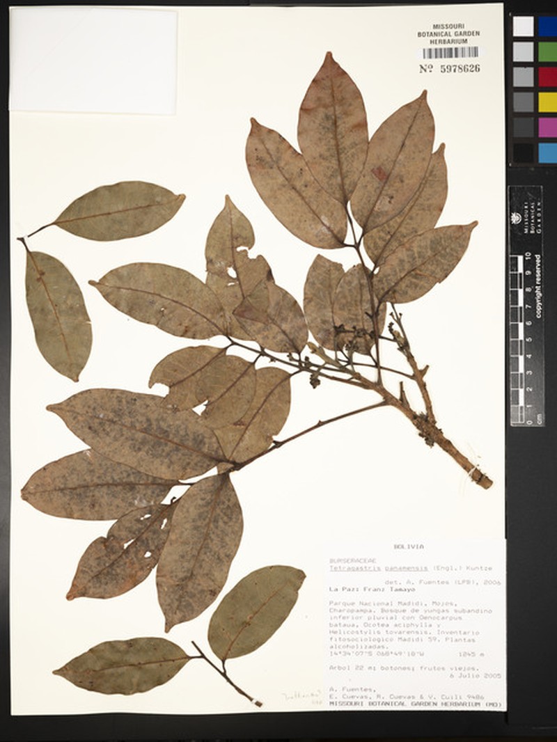 Dacryodes yaliensis