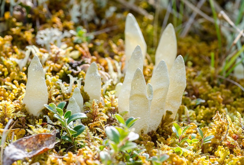 Arctic Dactylina Lichen