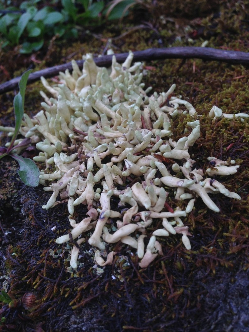 Arctic Dactylina Lichen photo 2