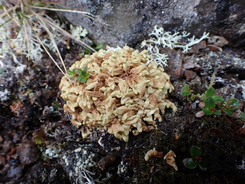 Arctic Dactylina Lichen photo 3