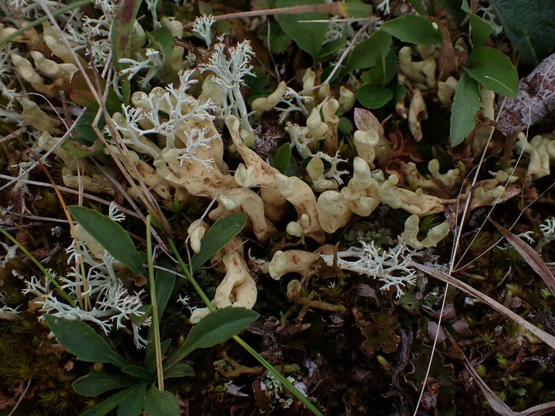 Arctic Dactylina Lichen photo 4