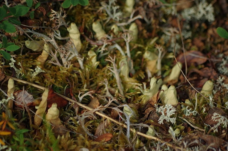 Arctic Dactylina Lichen photo 6