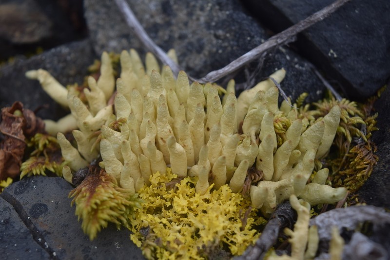 Arctic Dactylina Lichen photo 7