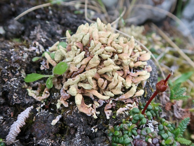 Arctic Dactylina Lichen photo 8