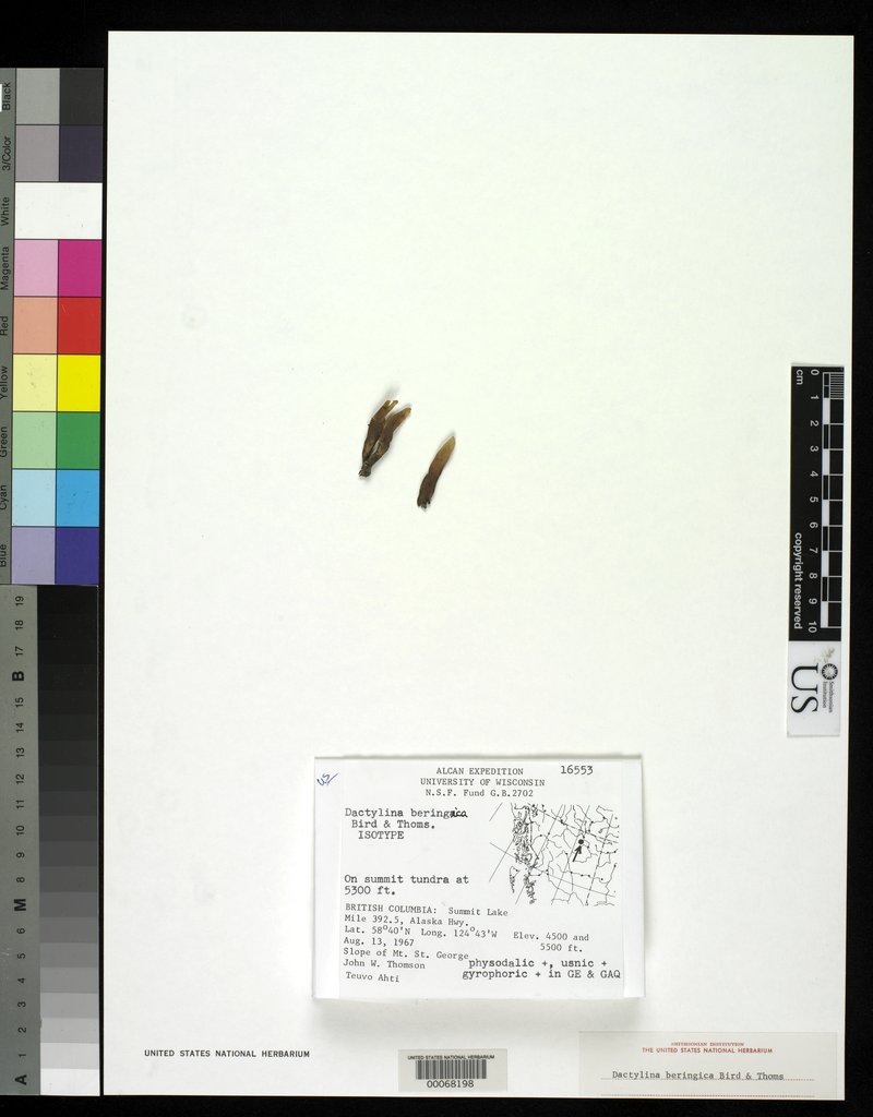 Bering's Dactylina Lichen
