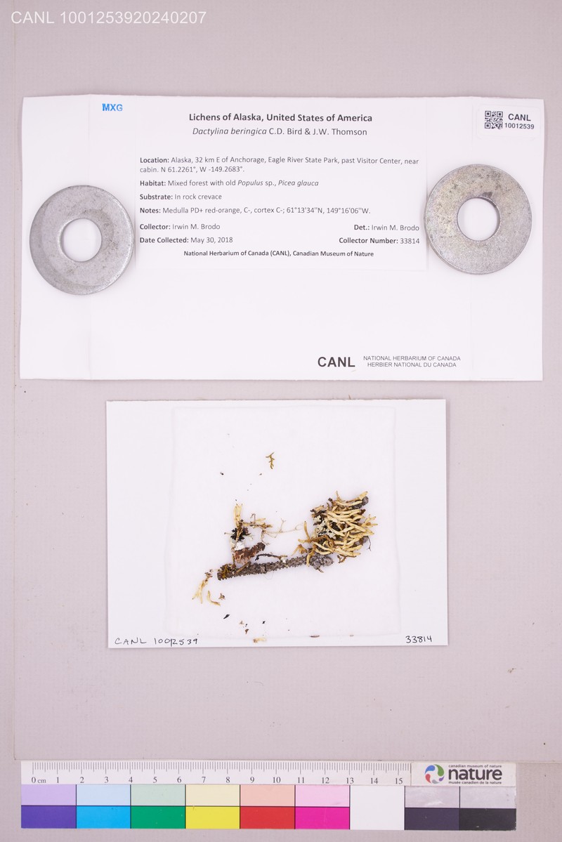 Bering's Dactylina Lichen