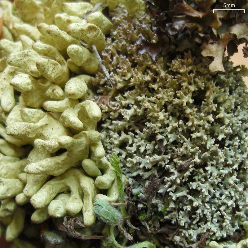 Dactylina Lichen