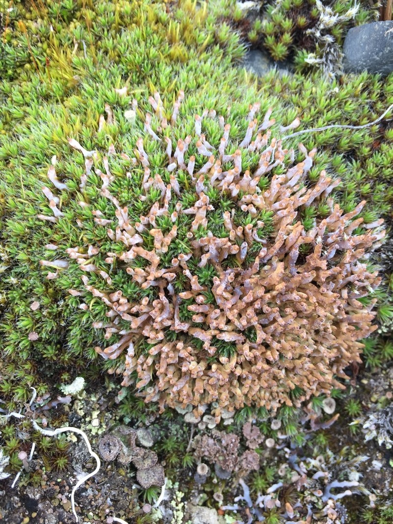 Dactylina Lichen