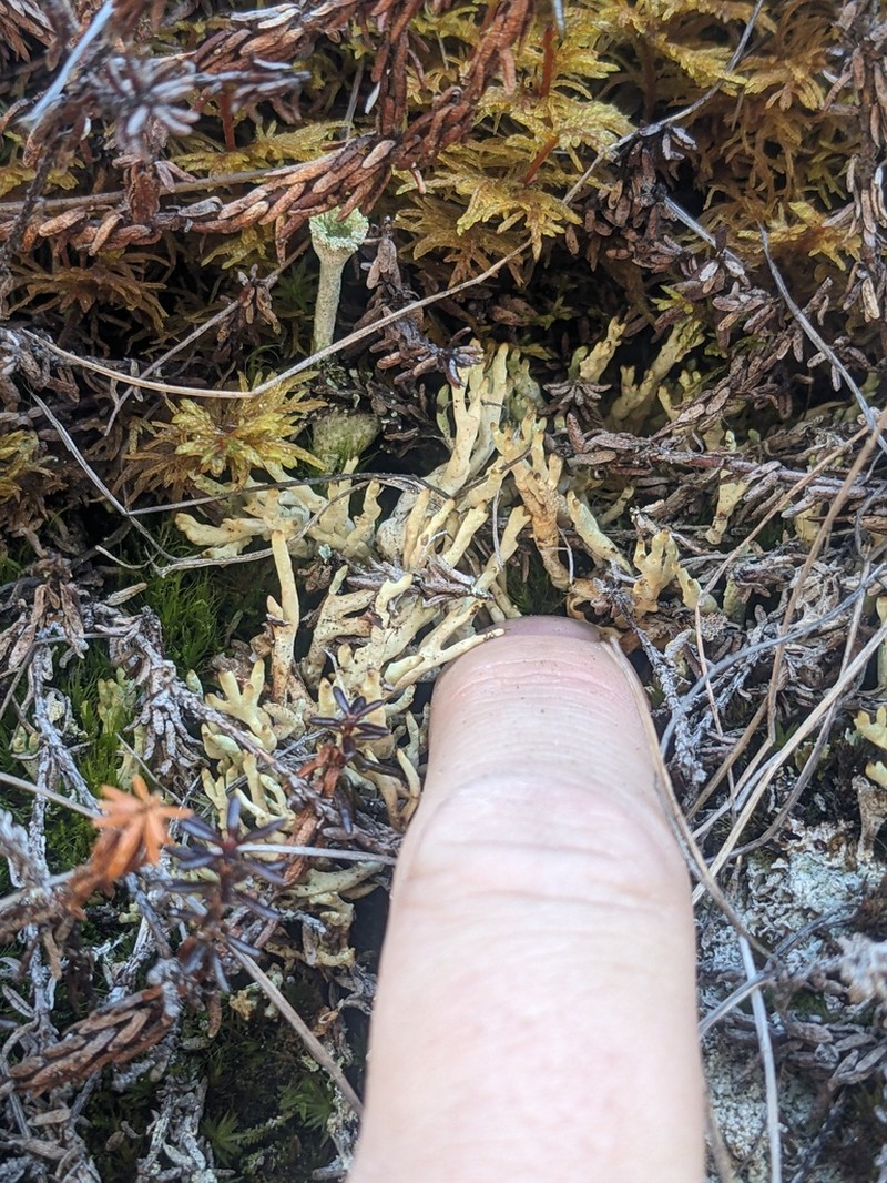 Dactylina Lichen photo 2