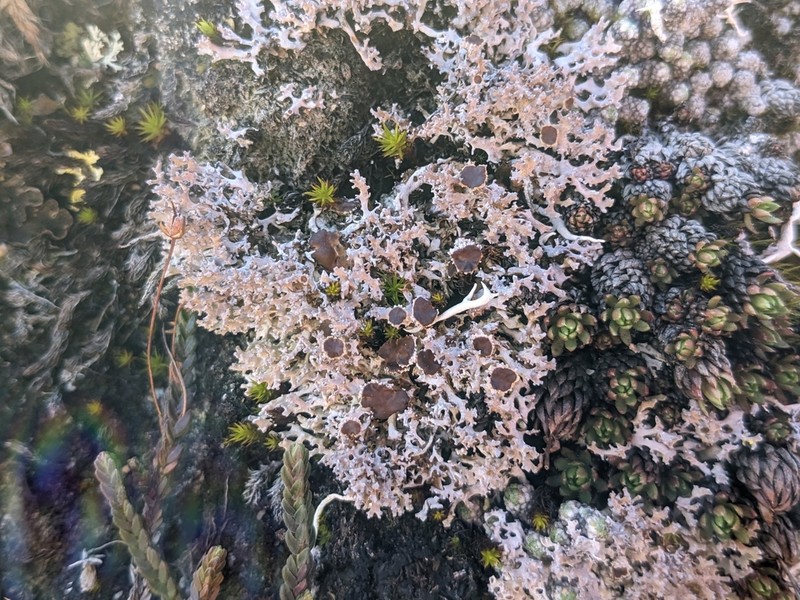 Dactylina Lichen photo 3