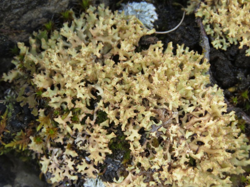 Dactylina Lichen photo 4