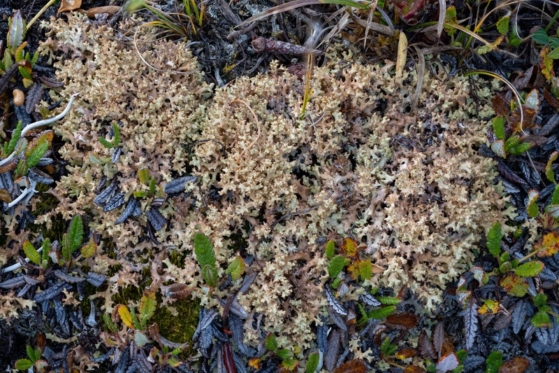Dactylina Lichen photo 5